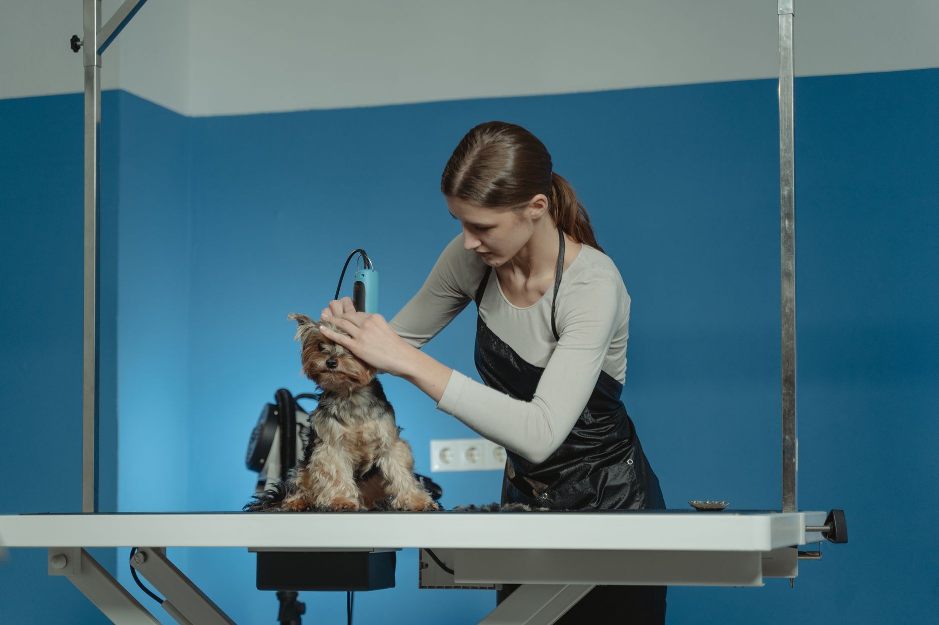 Web Design for Dog Groomers in London: Fill Your Appointment Book and Keep It Full