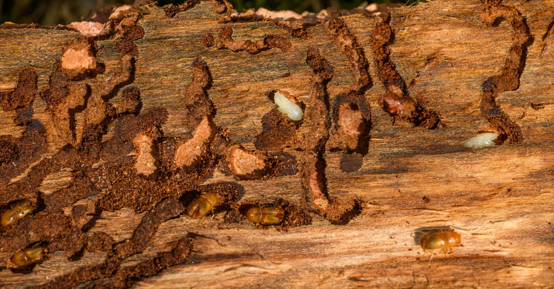 Web Design for Pest Control Companies in London: Win Call-Outs Before the Directories Do