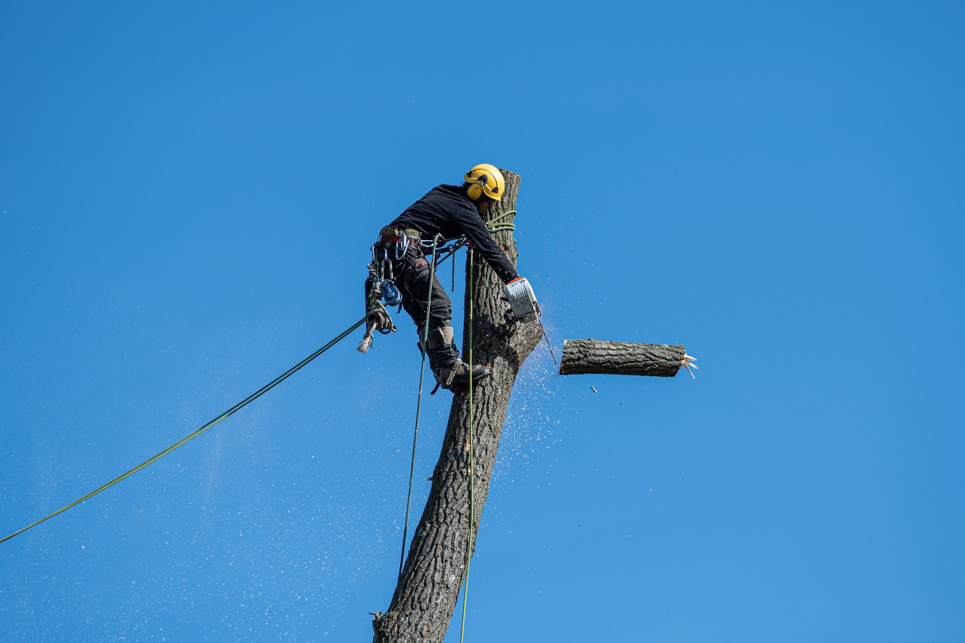 Web Design for Tree Surgeons in London: Win Residential and Commercial Contracts From Google